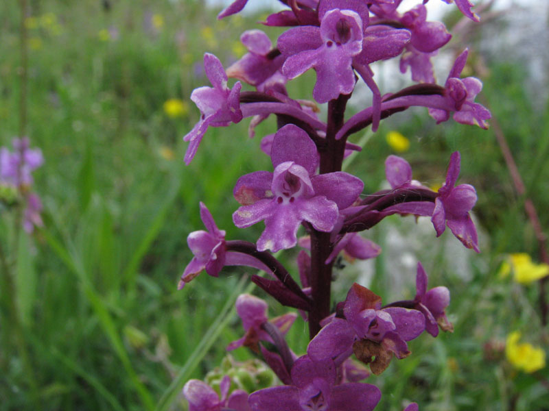 Orchis quadr_2012_gir-0.jpg