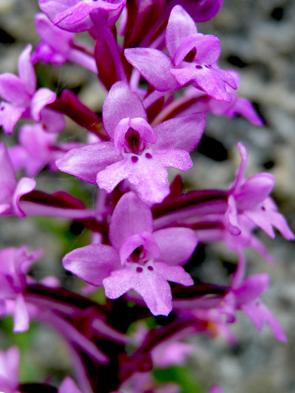 Orchis quadripunctata_20120503-02.jpg