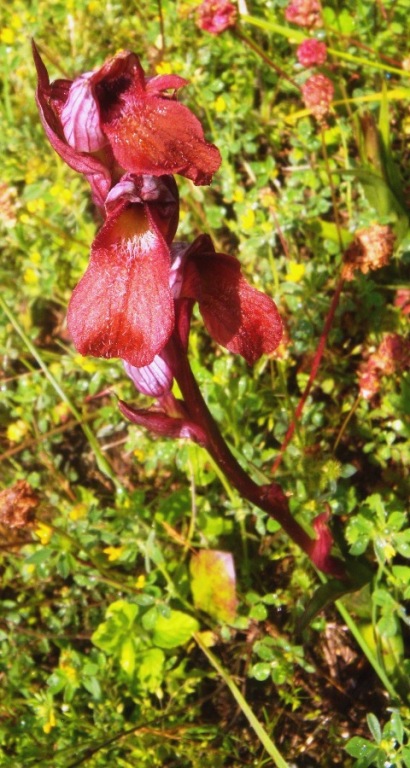 Serapias x meridionalis (1).jpg