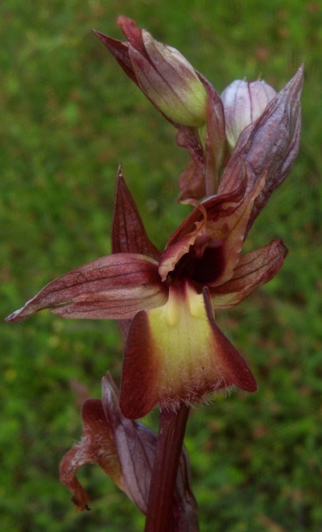 Serapias x meridionalis (2).jpg