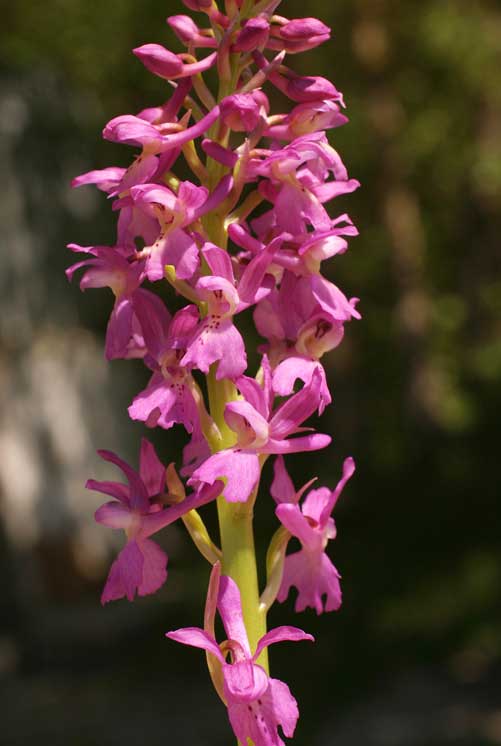 orchis_mas_prov5205.jpg