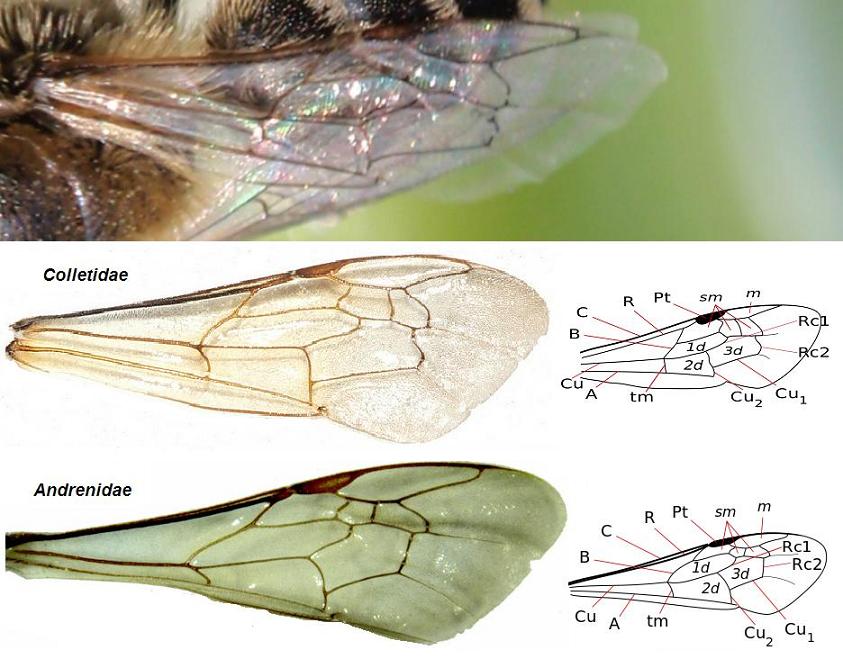 Colletidae vs. Andrenidae.JPG