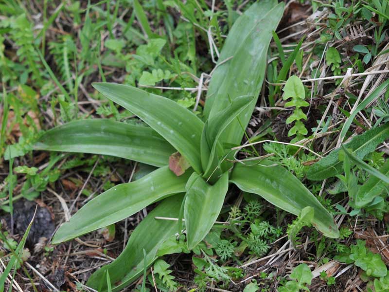 Orchis mascula ssp_SAngel-01.jpg