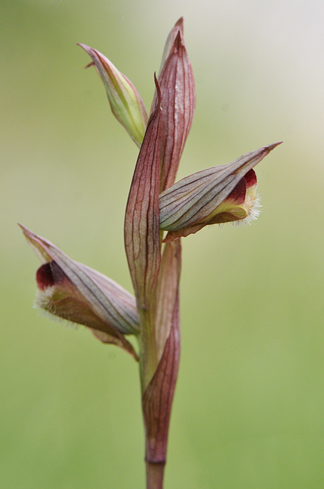 serapias_04.jpg