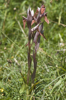 Serapias 6020.JPG