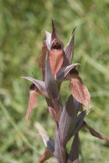 Serapias 6034.JPG