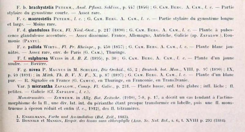 Camus, Neottia nidus-avis f. sulphurea.jpg