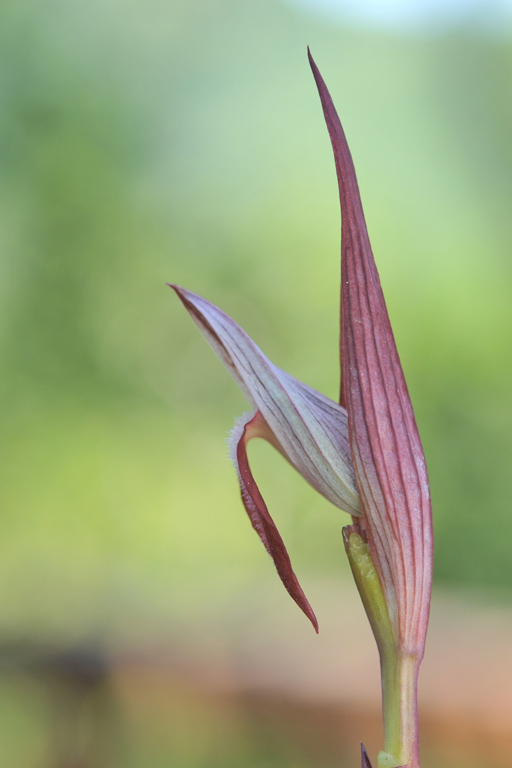 Serapias vomeracea_brattea_02giros.jpg