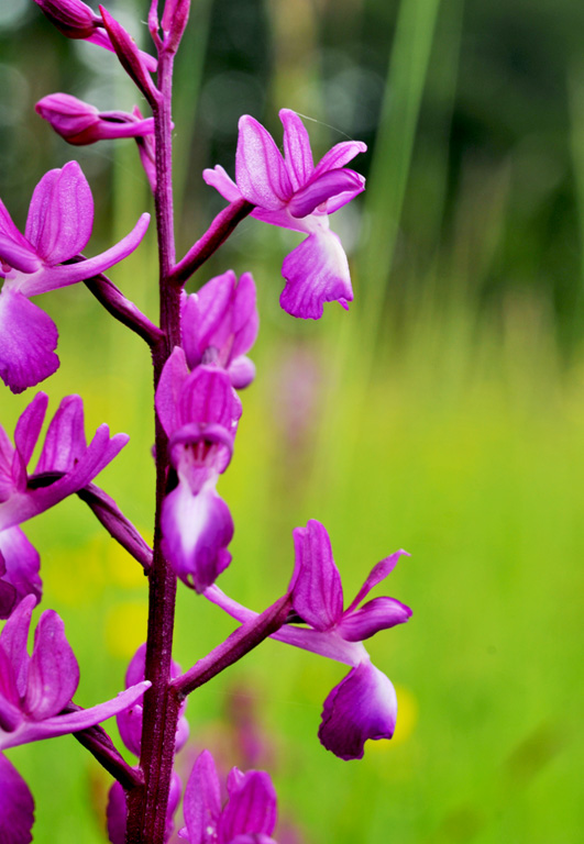 anacamptis laxiflora_20120530-giros01.jpg