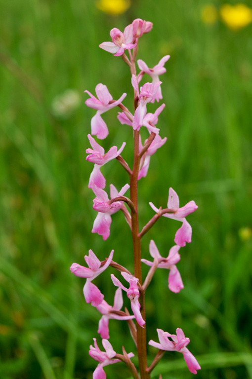 anacamptis laxiflora_20120530_ipo-giros01.jpg