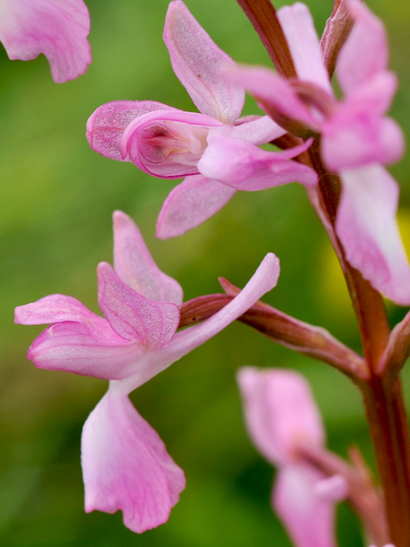 anacamptis laxiflora_20120530_ipo-giros02.jpg