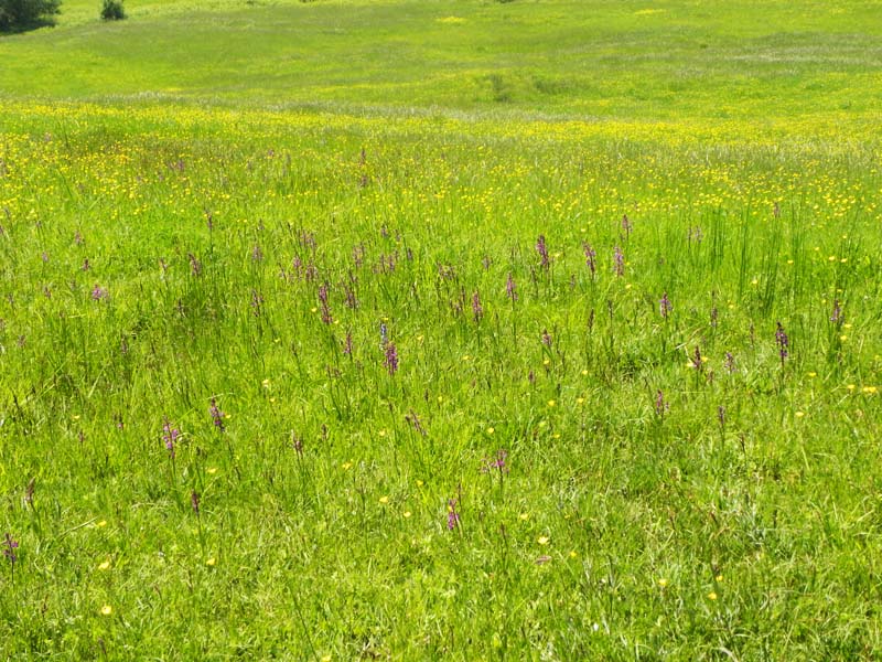 Habitat O. laxiflora 01.jpg