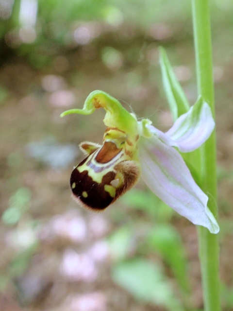 Op. apifera 3.JPG