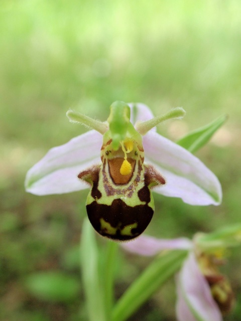Op. apifera var. aurita 2.JPG