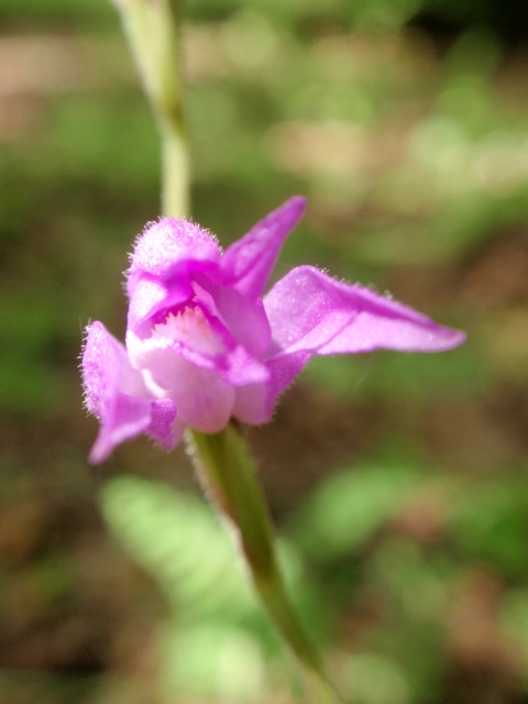 C. rubra 2.JPG