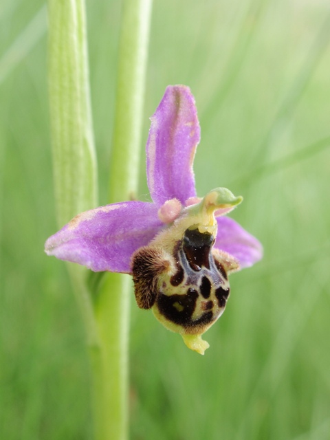 Ophrys x albertiana 1.JPG