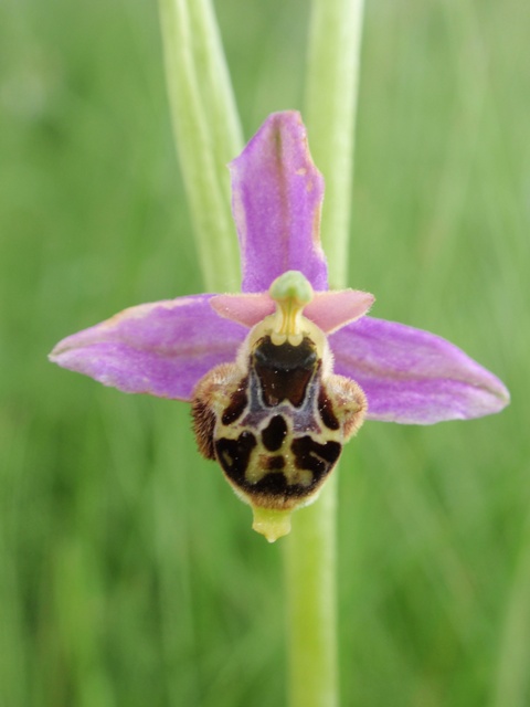 Ophrys x albertiana 2.JPG