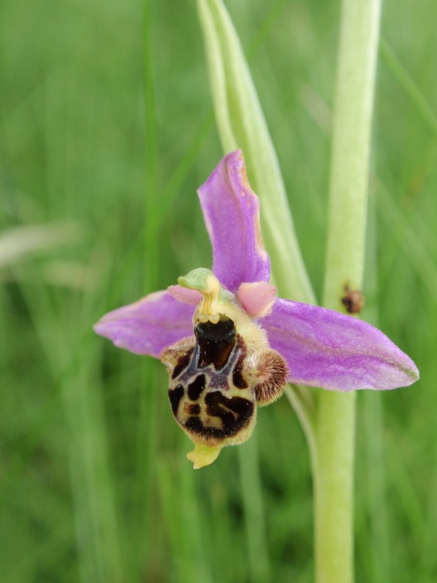 Ophrys x albertiana 3.JPG