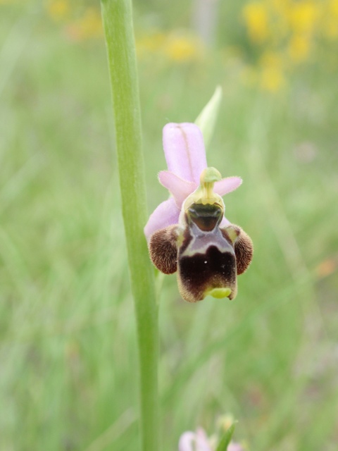 Op. scolopax santonica 7.JPG