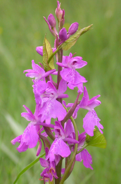 Anacamptis palustris.jpg