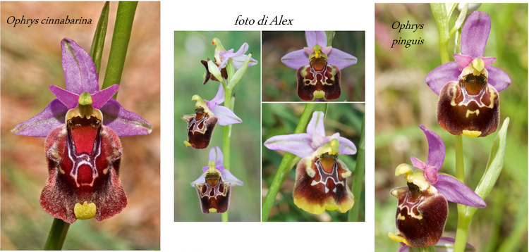 Ophrys-001.jpg