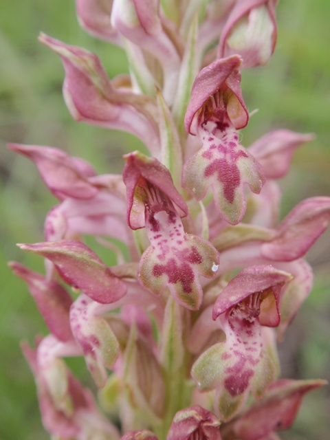 A. coriophora.JPG