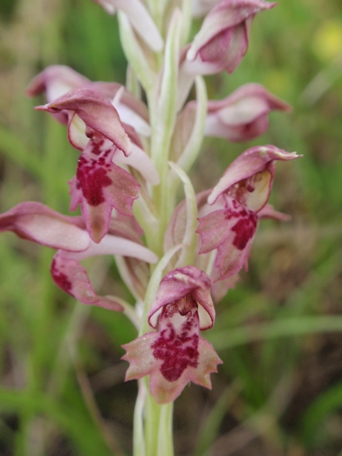 A. coriophora 2.JPG