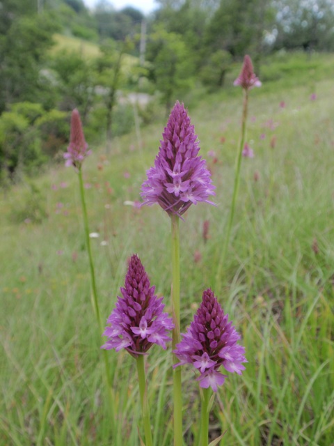 A. pyramidalis.JPG