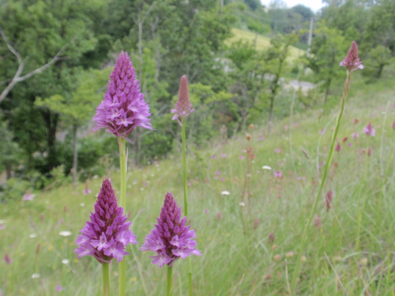 A. pyramidalis 2.JPG