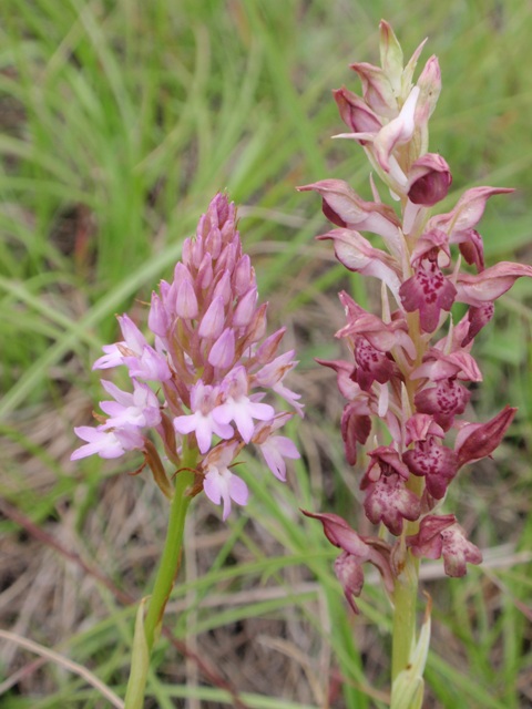 A. pyramidalis - A. coriophora fragrans.JPG