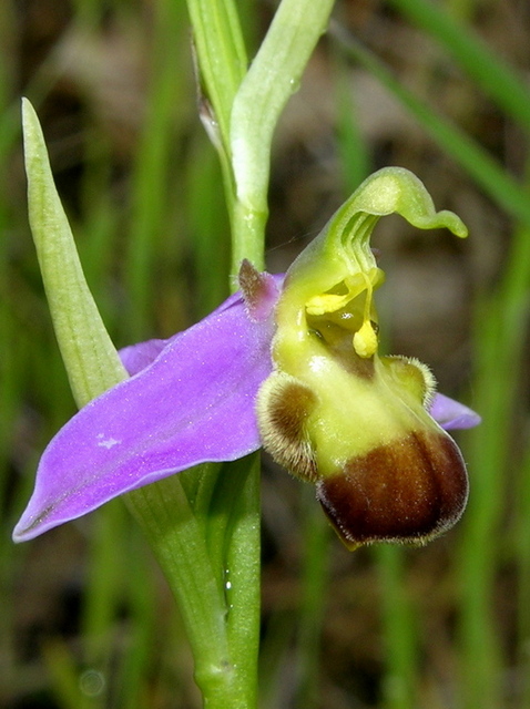 Moliterno Ophrys 2012 (4).jpg