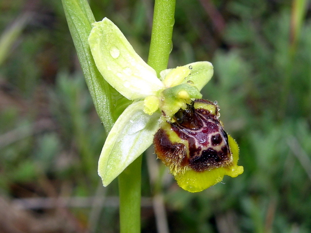 Moliterno Ophrys 2012 (5).jpg