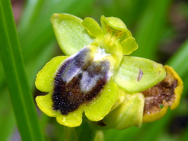 Moliterno Ophrys 2012 (7).jpg