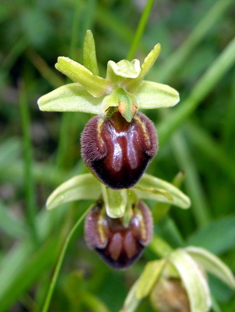 Moliterno Ophrys 2012 (8).jpg