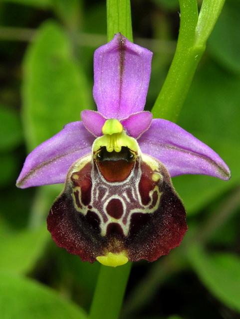 Moliterno Ophrys 2012 (16).jpg