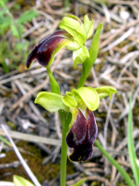 Moliterno Ophrys 2012 (18).jpg