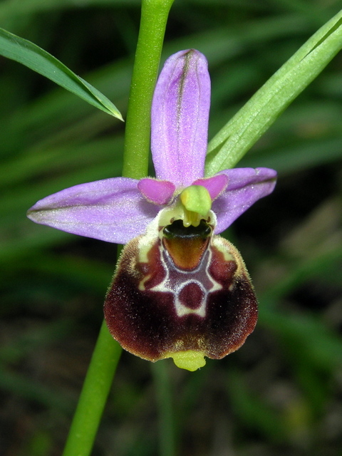 Moliterno Ophrys 2012 (23).jpg