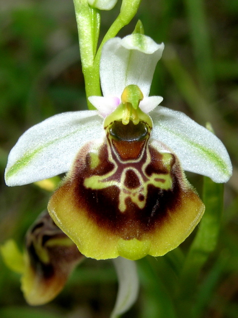Moliterno Ophrys 2012 (24).jpg