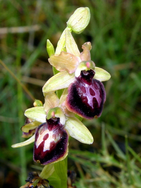 Moliterno Ophrys 2012 (27).jpg