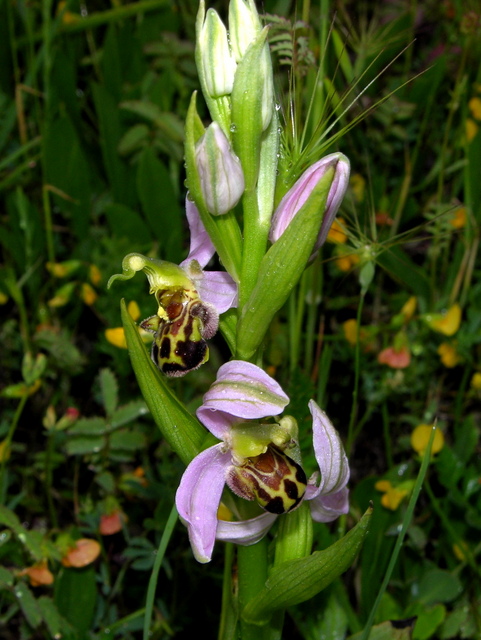 Moliterno Ophrys 2012 (28).jpg
