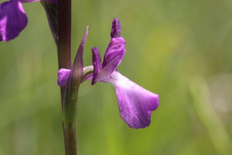 anacamptis palustris 1.jpg