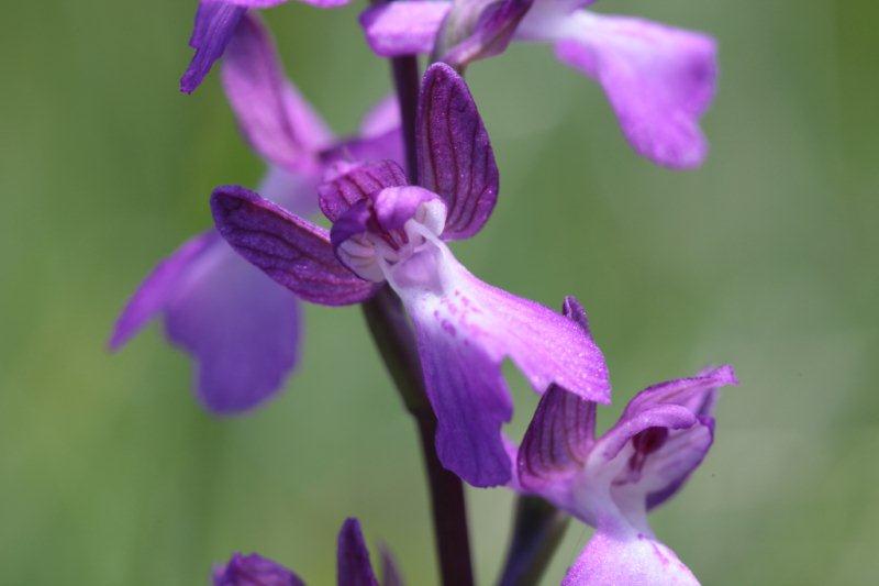 anacamptis palustris 2.jpg