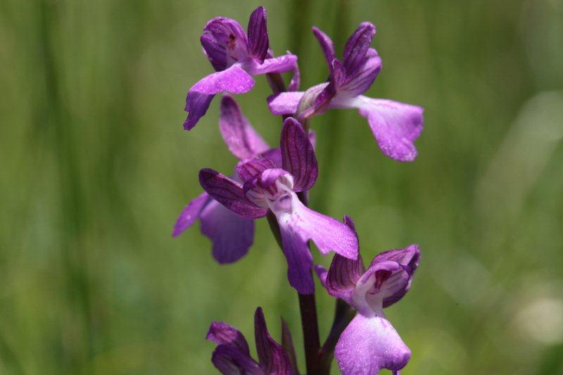 anacamptis palustris 3.jpg