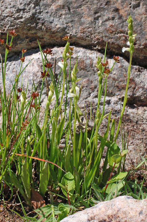 Spiranthes aestivalis (1).jpg