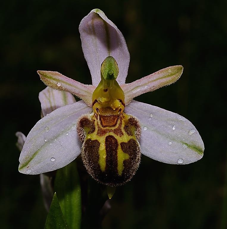 DSC_9961.jpg