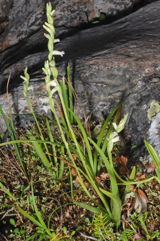 Spiranthes aestivalis (2).jpg