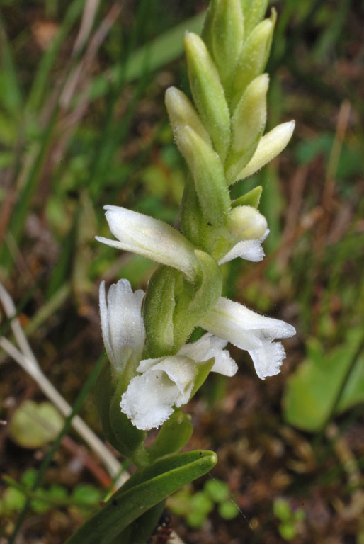 Spiranthes aestivalis (4).jpg