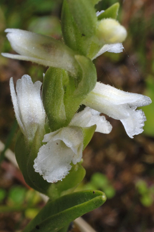 Spiranthes aestivalis (5).jpg