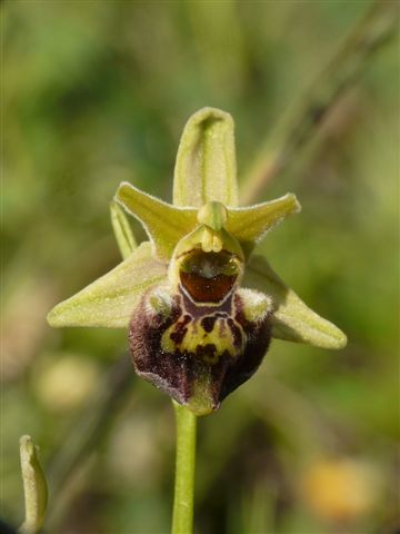 Aran. x dina. Alfedena Abruzzo .JPG