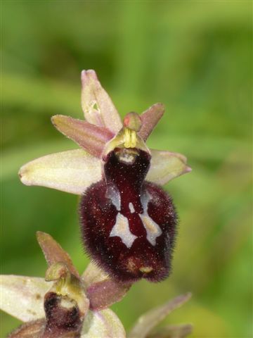 Aran. x romo. Pacentro Abruzzo .JPG